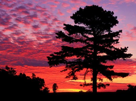Pne tree at sunset. "We will go night..." 
