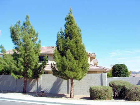Pinus Afghan di depan rumah. 