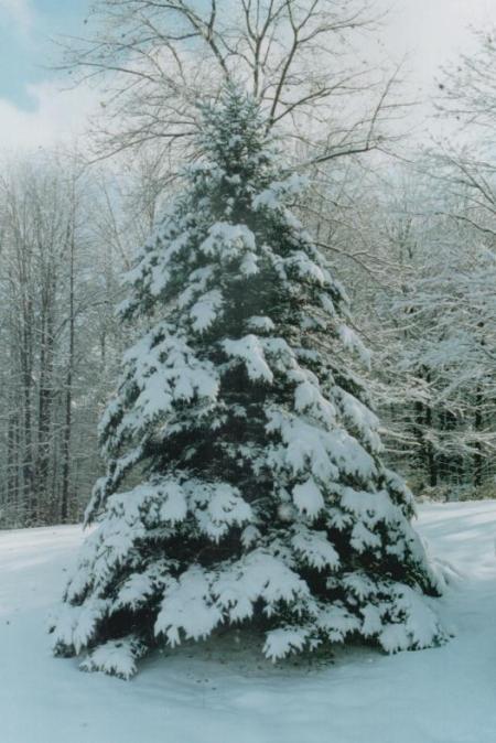 Hiih...dingin. Pinus berselimut salju. (Salju kok jadi selimut? Bener...???)